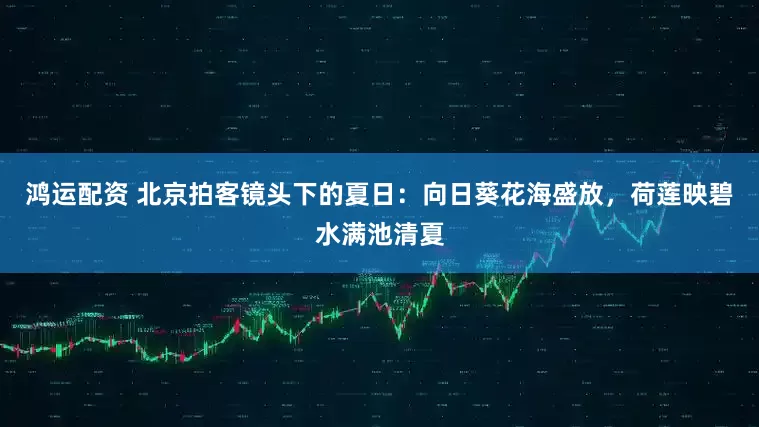 鸿运配资 北京拍客镜头下的夏日：向日葵花海盛放，荷莲映碧水满池清夏
